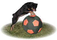 balljacket dog 1