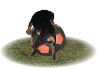 balljacket dog 2