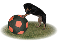 balljacket dog 3